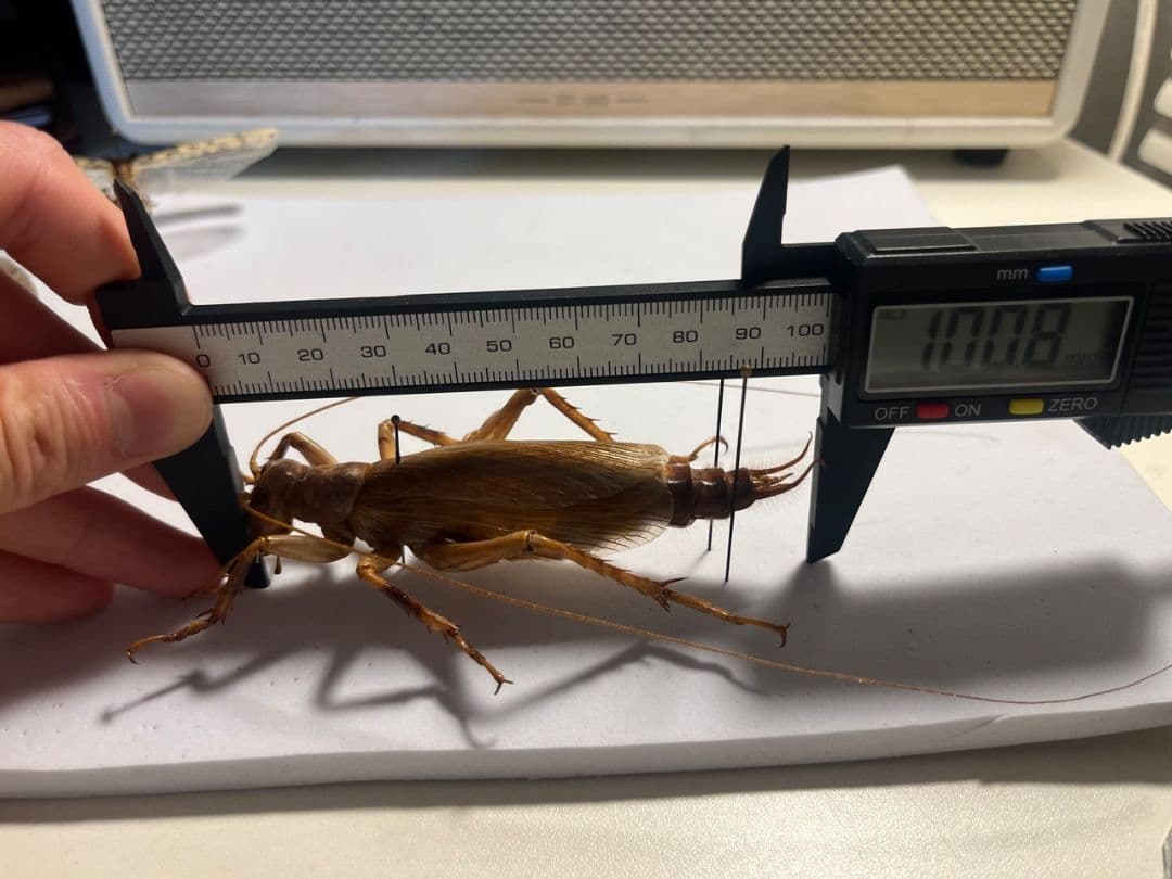 【大人気種】リオック Sia ferox コロギス 昆虫標本デュビアタランチュラ