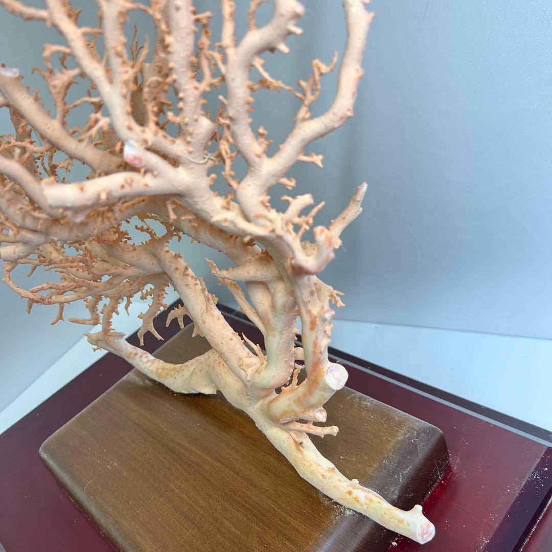 本桃色珊瑚　超特大原木　ガラスケース付　東Y8-0105☆2Fタサオ