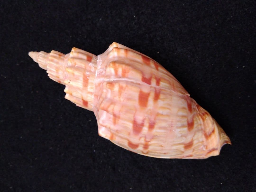 貝殻の標本　スウェインソンモオリガイほか５点（ガクフボラ科）