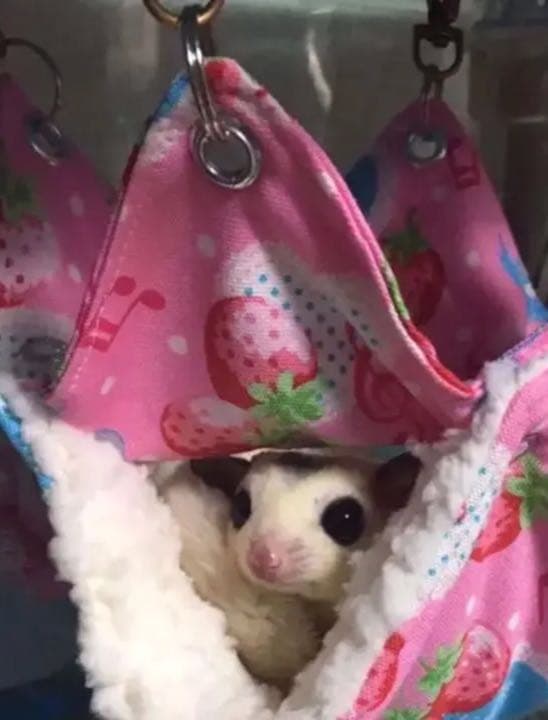 モモンガハウス（うさぎとヤギ）ピンク   秋（夏）春仕様  1850円