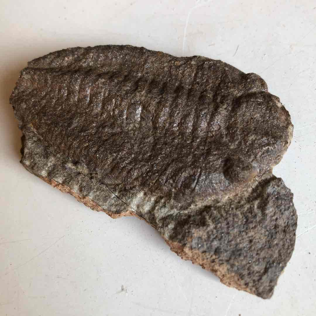 三葉虫化石　モロッコ産　現在輸出禁止になりました