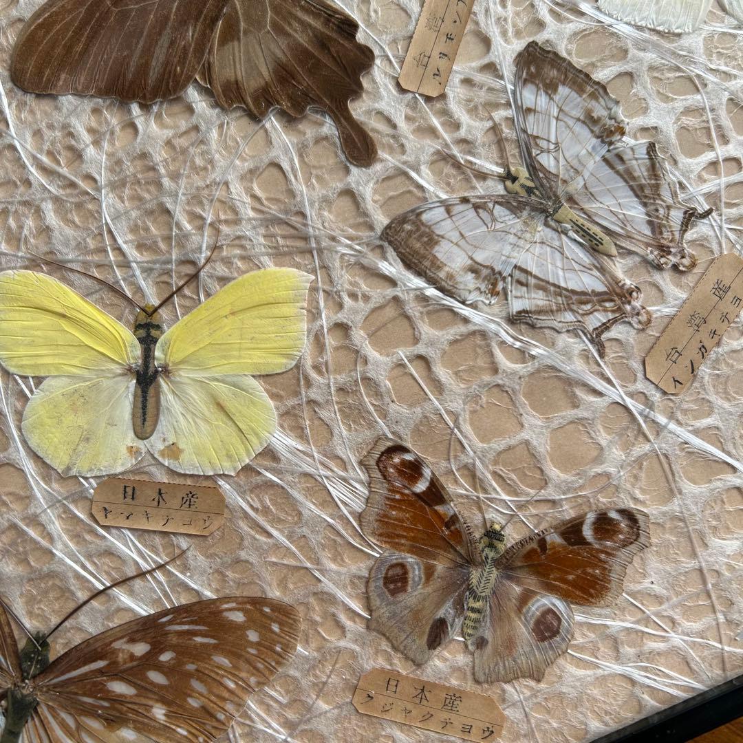蝶の標本 蝶標本コレクション　18種　日本産　台湾産　木製フレーム付き