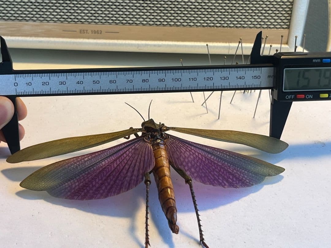 【飛蝗最大級】シタムラサキオオバッタ 昆虫標本 直翅類 カマキリ マンティス