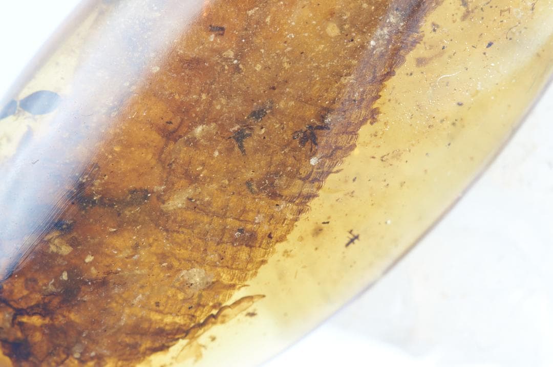 レア極上品 PA114虫入り琥珀化石　ミャンマーカムティかタナイ9900万年前