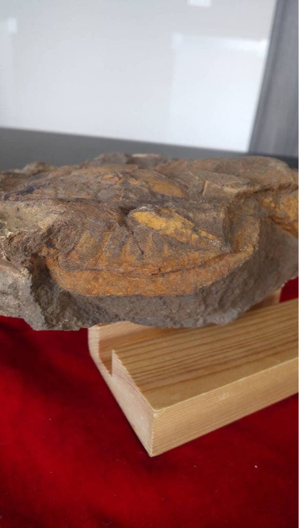 三葉虫化石　化石　古道具　アンティーク　ディスプレイ　オブジェ