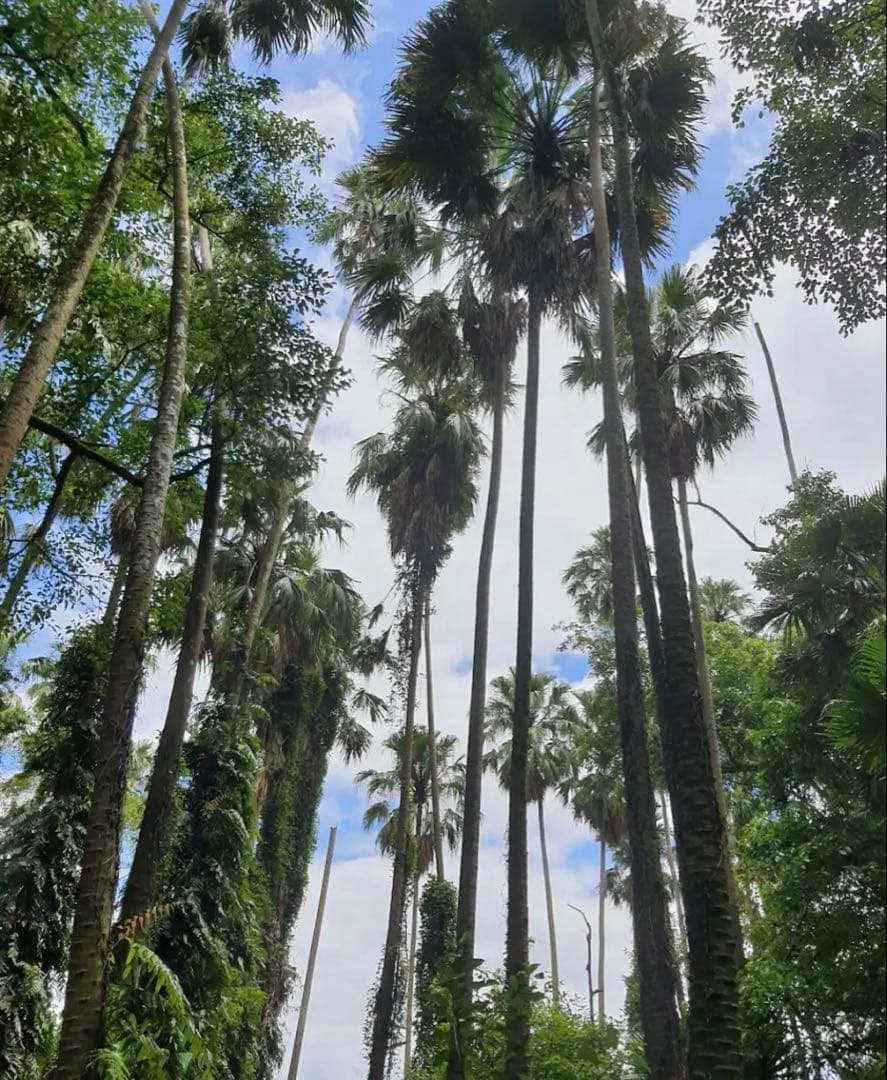 神聖なる御守 クーバーラミー・カムチャノート　記念メダル　プラクルアン　ナーガ