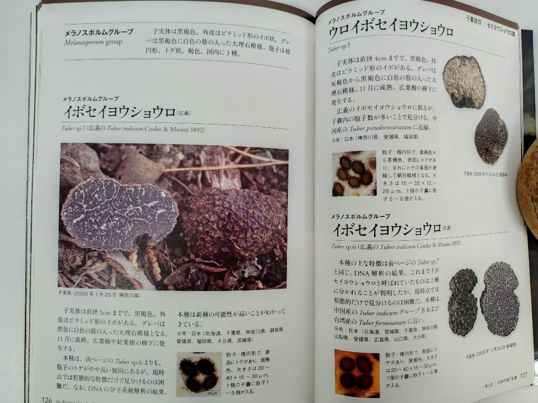 『日本のトリュフ。地下で進化したキノコの仲間たち 地下生菌 識別図鑑』