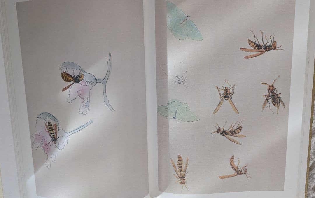 【４５年前に購入】　速水御舟 作品集