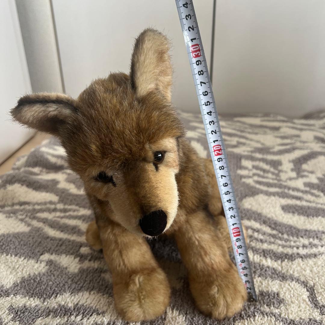 ケーセン　kosen オオカミ　お座り