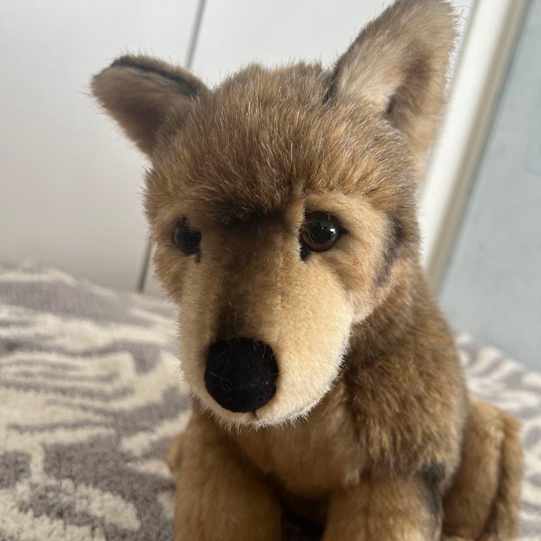 ケーセン　kosen オオカミ　お座り