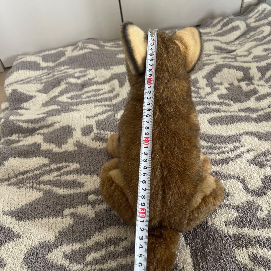 ケーセン　kosen オオカミ　お座り