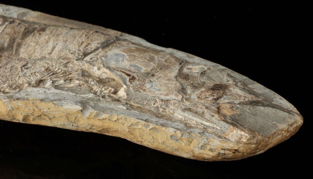 白亜紀前期 サンタナ層産 古代魚化石 魚類化石 クラドキクルス 骨格 標本