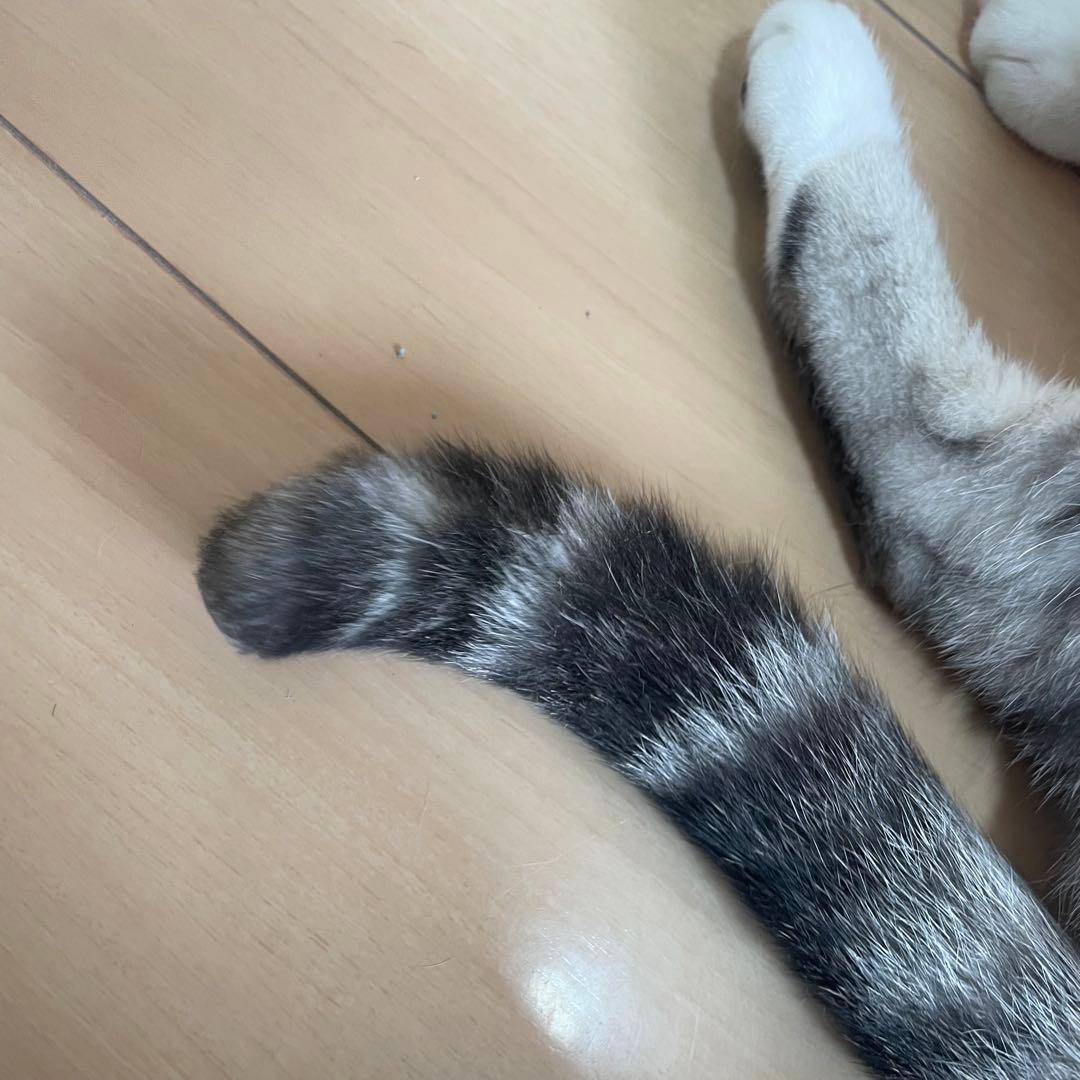 ※本日限定セール※ Andis ZR バリカンセットWAHL