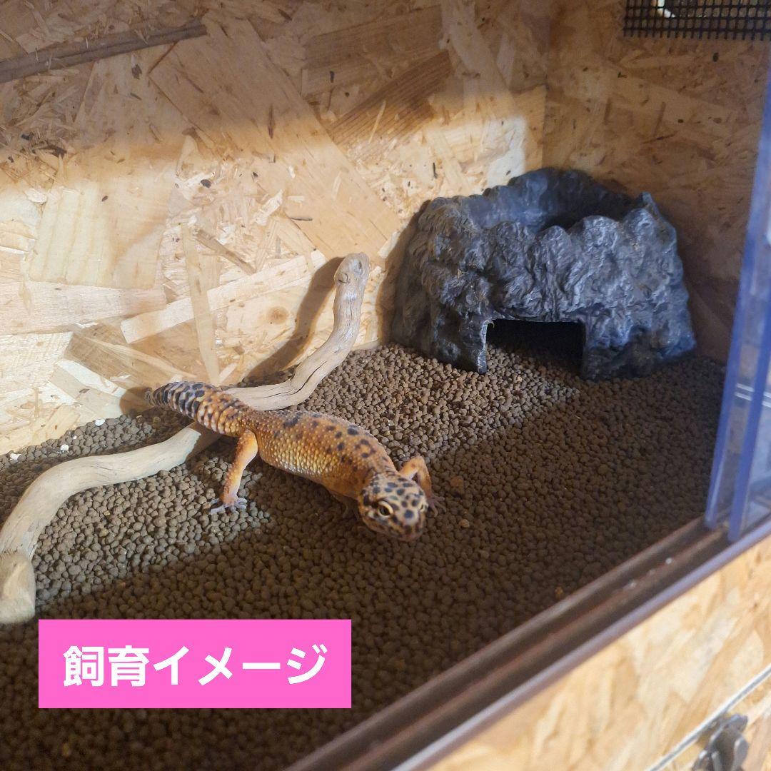 【本日まで】コスパ重視！OSB木製ケージ(未使用)2個セット