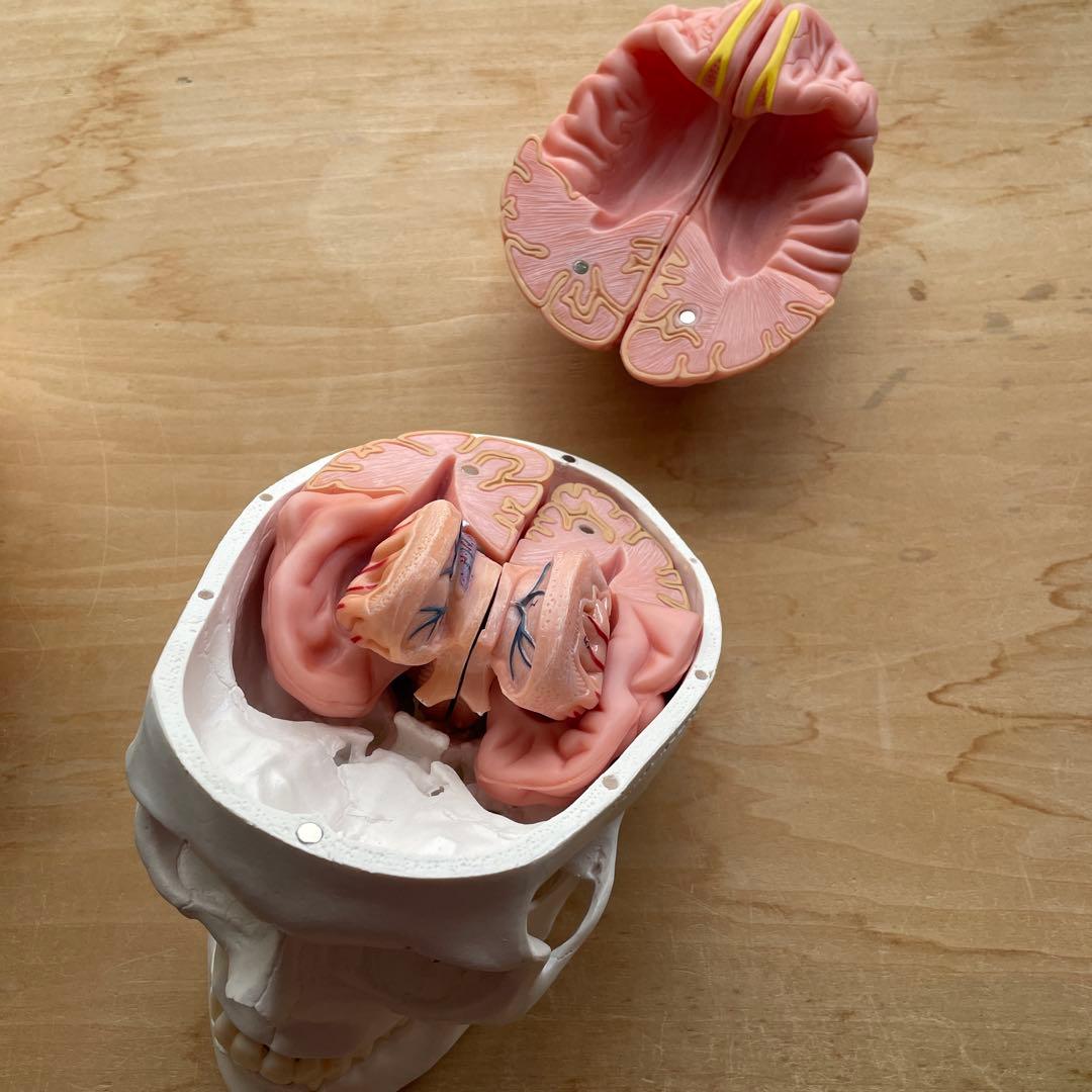 大幅値下KIYOMARU 8分解脳模型　頭蓋骨　理学療法BZN-2310-001