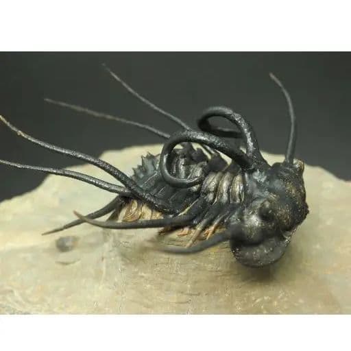 化石標本　骨格　三葉虫　ディクラヌルス　極美麗　特級標本