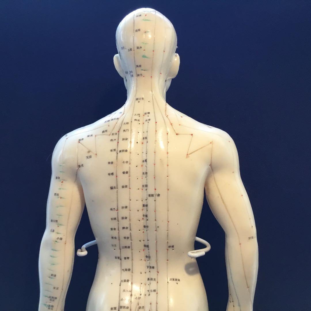 鍼灸経穴人体模型　コンプリート　中国鍼灸男性人体模型　耳　足　手