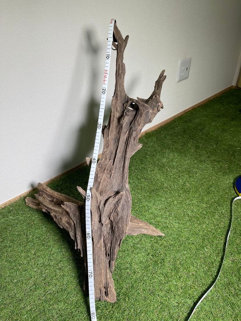 特大流木 クワガタ流木80cm、インテリア装飾用、アクアリウムは処理お願いします
