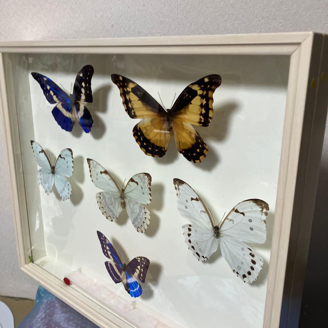 華麗なモルフォ蝶セット