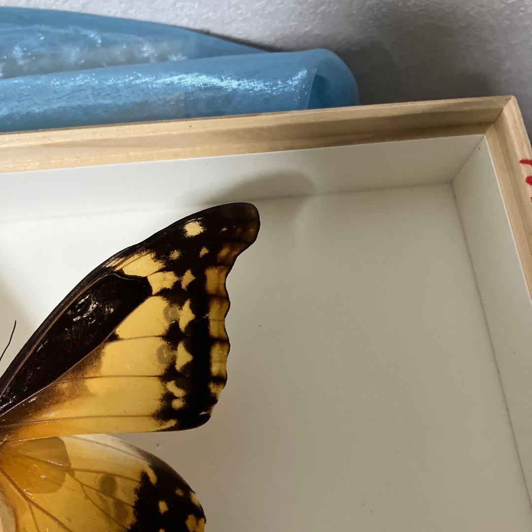 華麗なモルフォ蝶セット