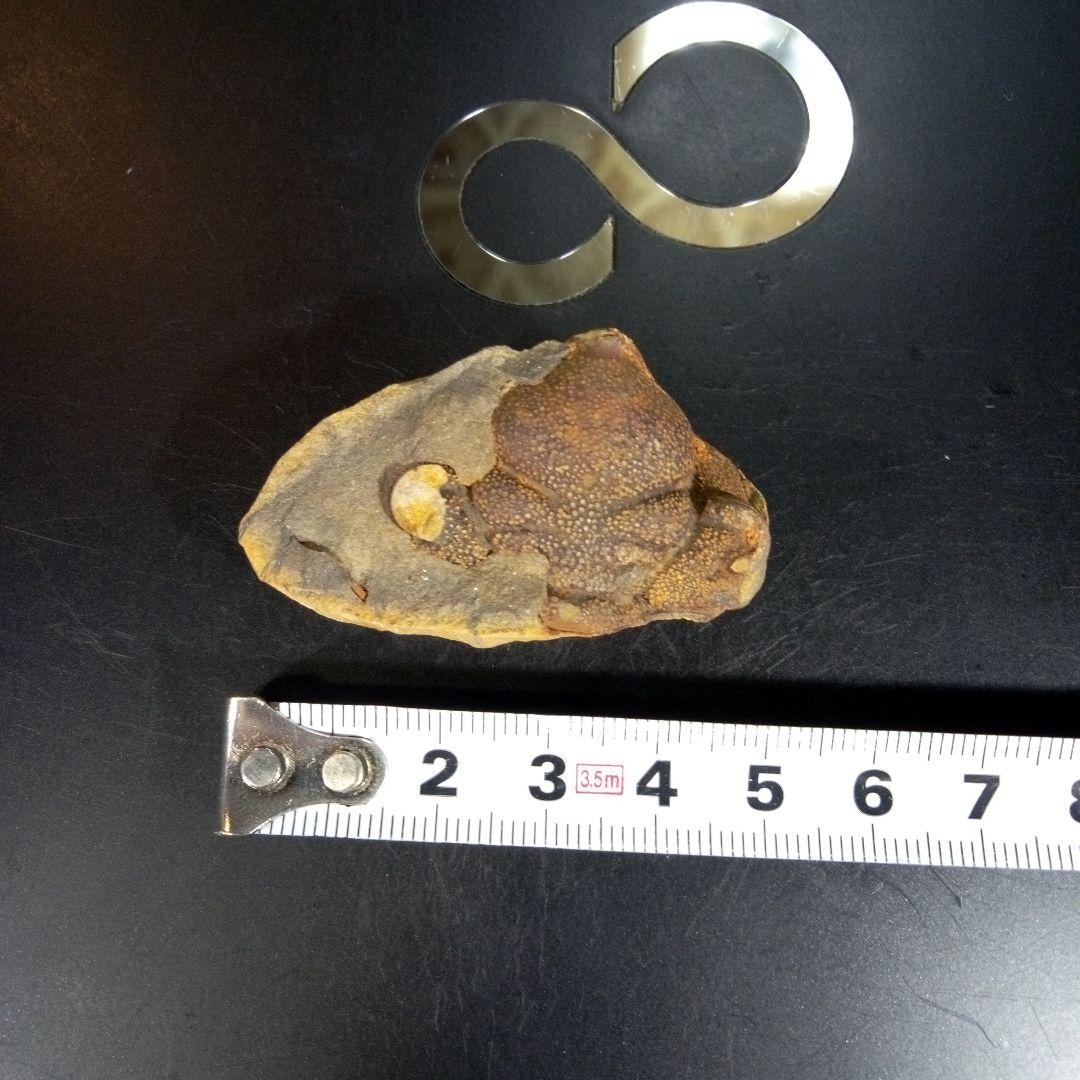 三葉虫　化石　fossil　海　ボリビア産　trilobite　ボリビア化石郡⑨