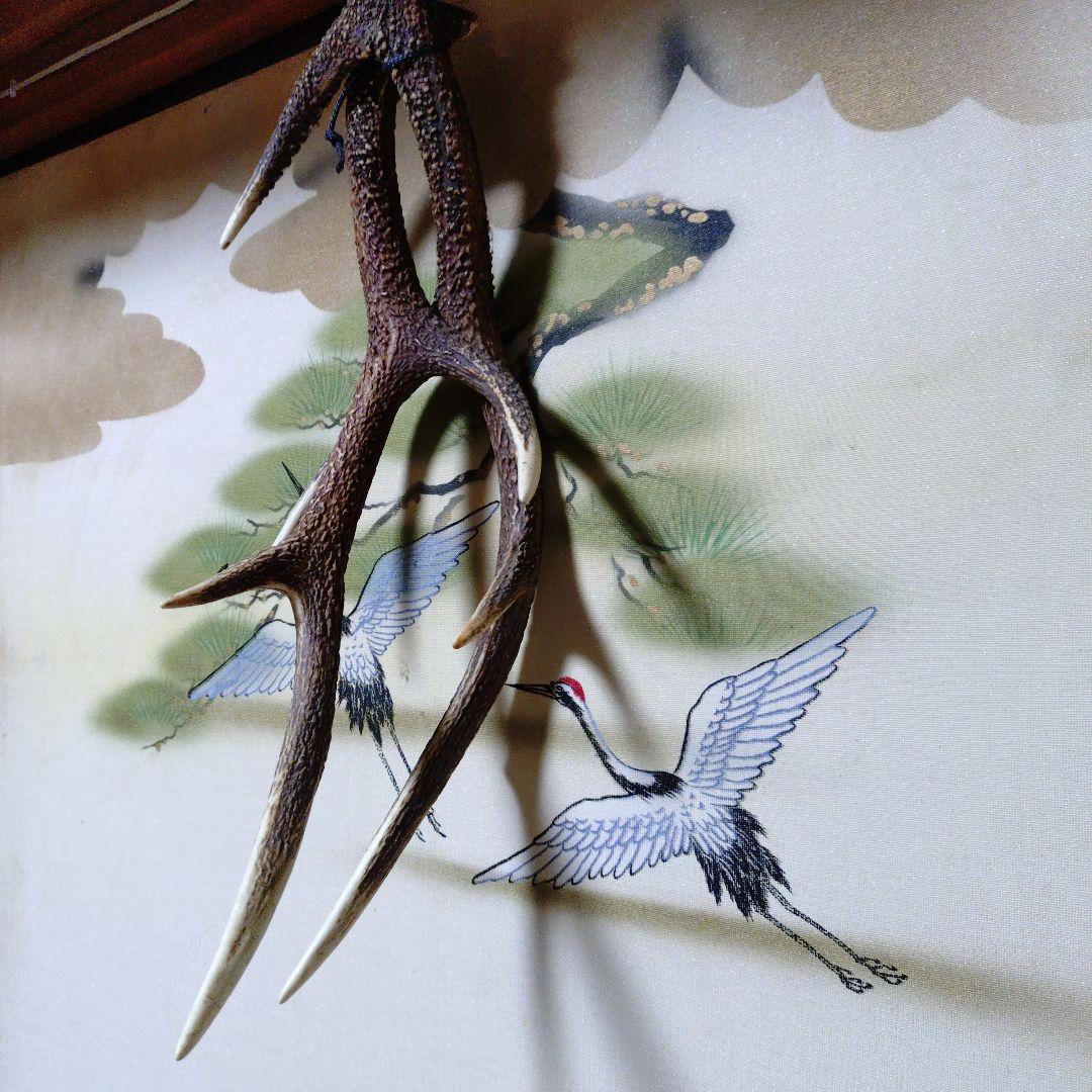 自然な形状の角 約50㌢cm