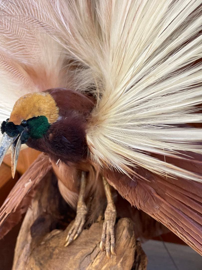 世界鳥獸館（フォーナランド）鳥　剥製　極楽鳥　ゴクラクチョウ　証明書付き