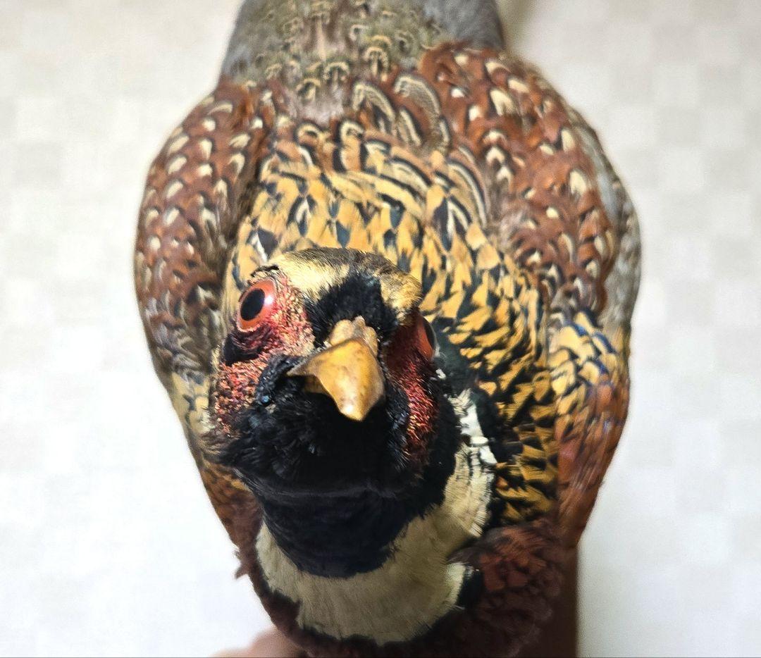 西直樹ページ　　剥製 セット　コウライキジ　ヤマドリ　台座付き