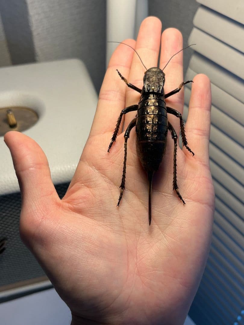 【88mm♀】ヨロイコロギス Bradyporus リオック 直翅類 標本