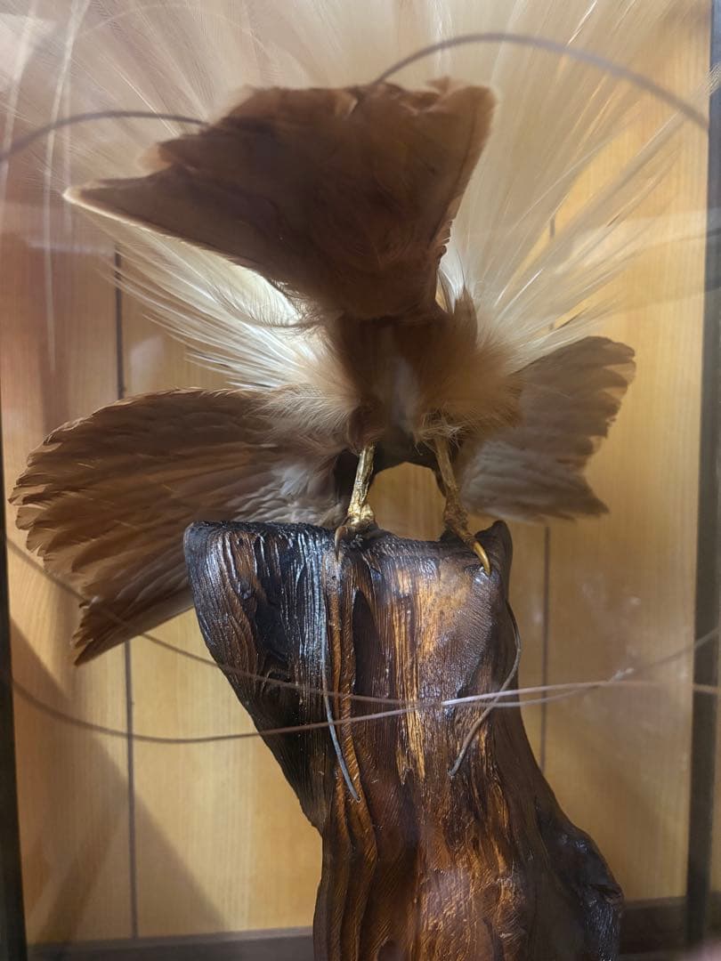 極楽鳥の剥製 置物 ガラスケース入り