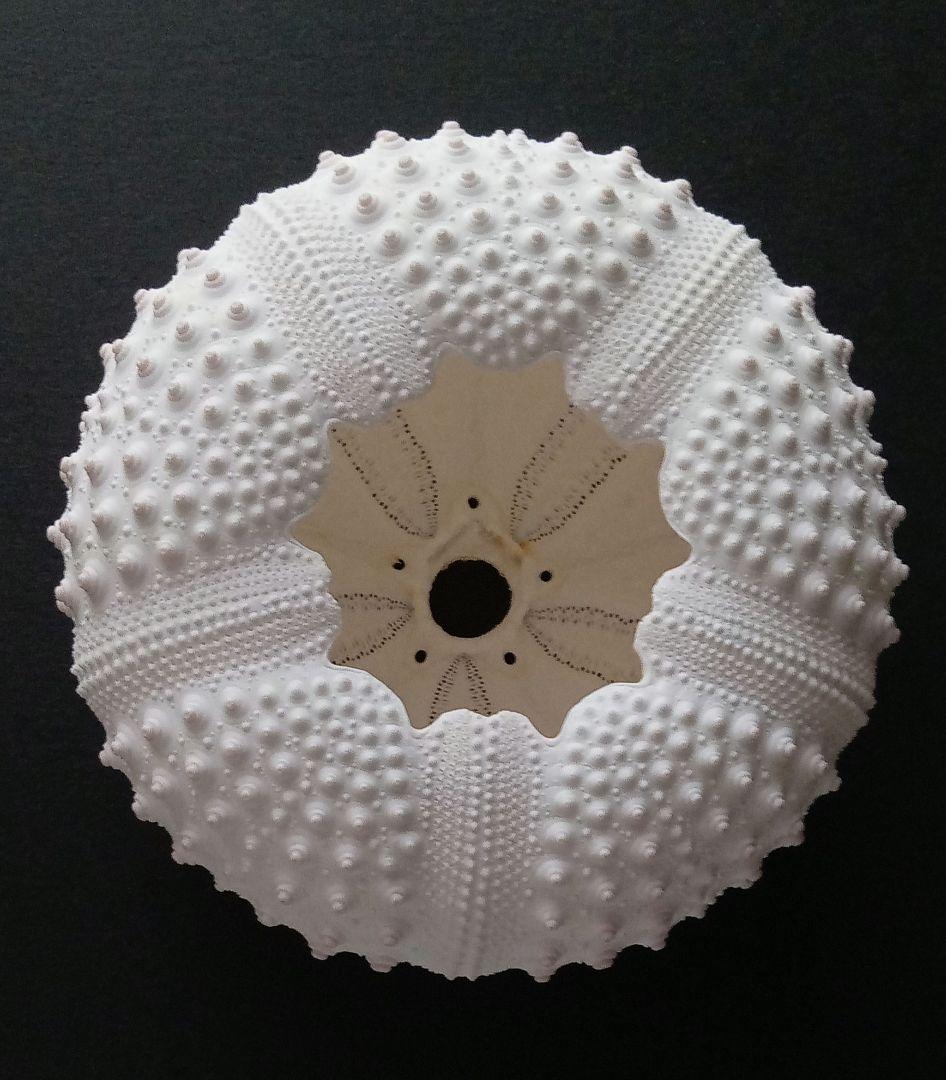 天然素材　ウニ殻　シーウーチン　綺麗なガンガゼ　標本