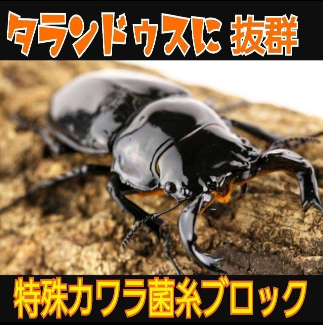 極上！カワラ菌糸瓶【6本】トレハロース、キトサン強化　タランドゥス　オウゴンオニ