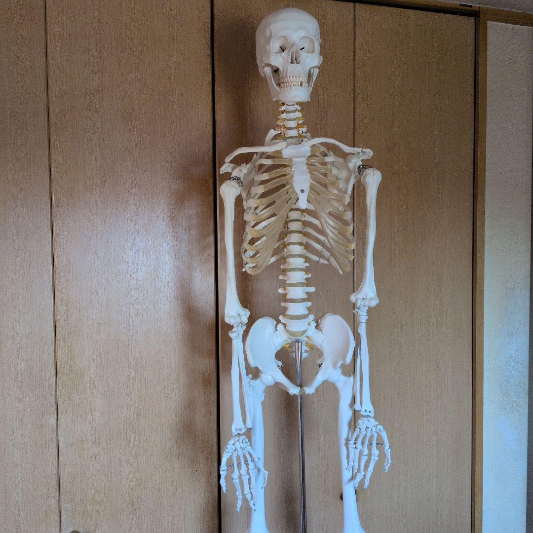 等身大人体骨格模型　 ハロウィン装飾　ドッキリなどにどうぞ！