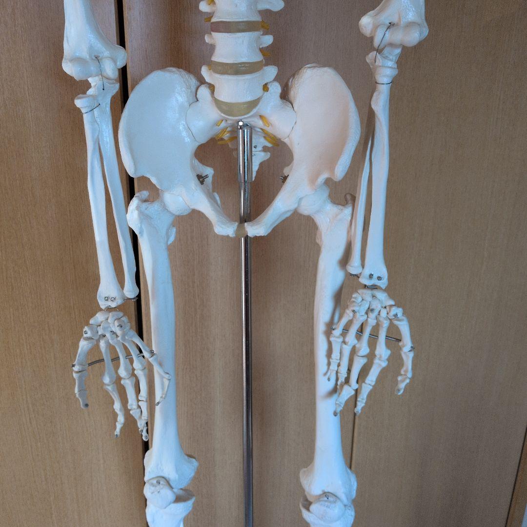 等身大人体骨格模型　 ハロウィン装飾　ドッキリなどにどうぞ！