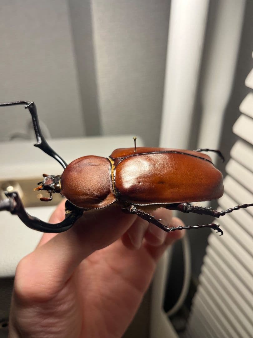 【超特大】セラムドウナガテナガコガネ テナガカミキリ昆虫標本 甲虫 タランチュラ