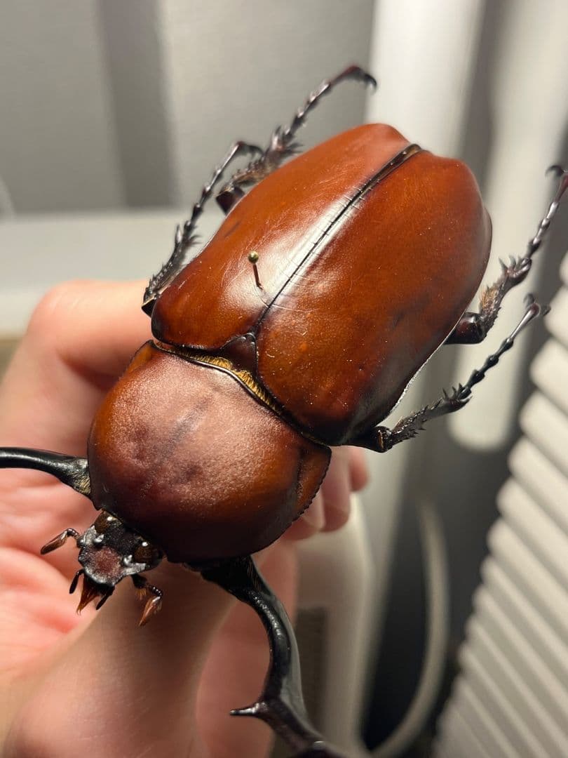 【超特大】セラムドウナガテナガコガネ テナガカミキリ昆虫標本 甲虫 タランチュラ