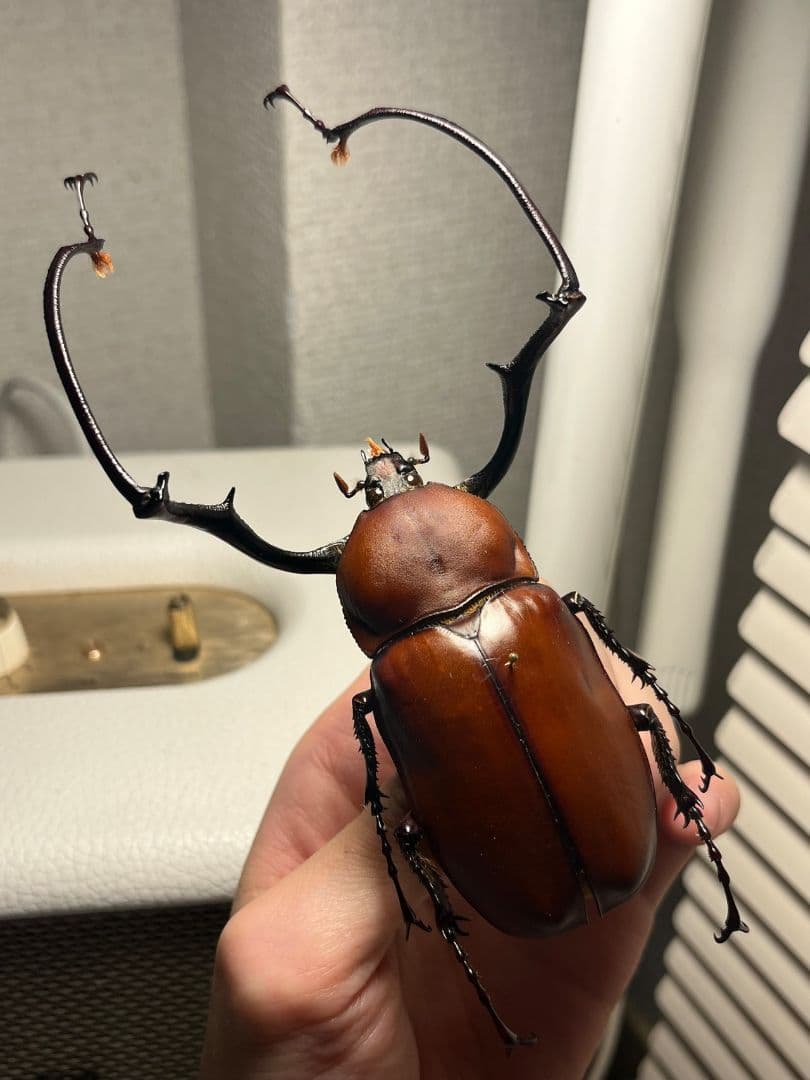 【超特大】セラムドウナガテナガコガネ テナガカミキリ昆虫標本 甲虫 タランチュラ