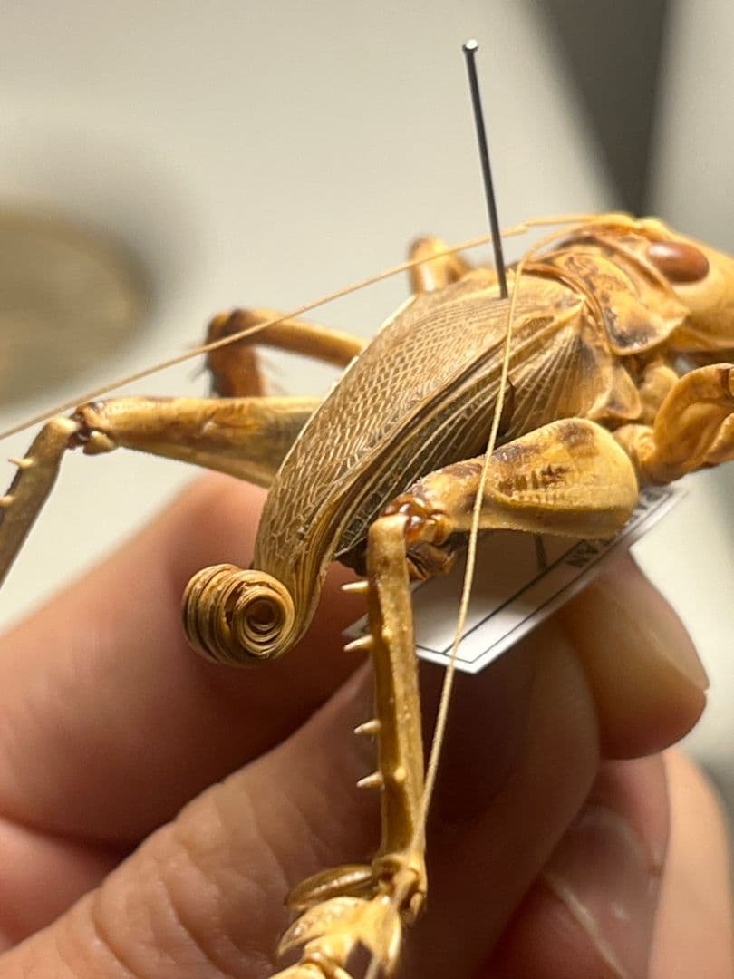 【成虫】マキバネコロギス 昆虫標本バッタ キリギリスコロギスリオック直翅類