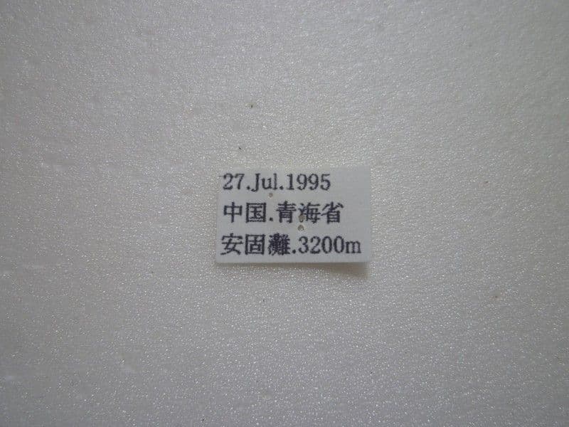 【外国産蝶標本】オオアカボシウスバ♂/青海省.安固灘産/59.3mm