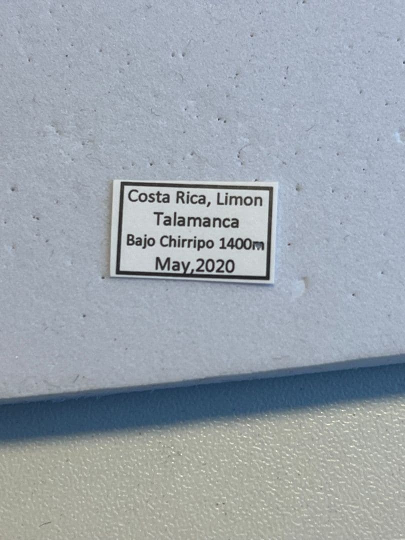 【27mm】アウリガンスプラチナコガネ 金色型 カナブン ウグイスコガネ 標本