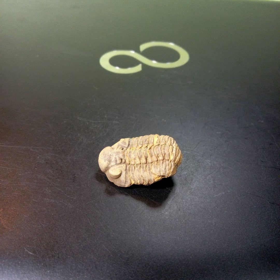 三葉虫　化石　fossil　ボリビア産　トライロバイト　Fossil番号⑧