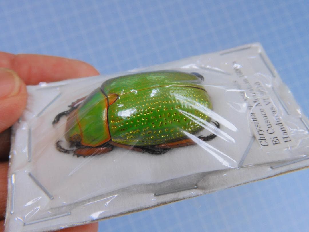 標本 Honduras Chrysina spectabilis 35mm