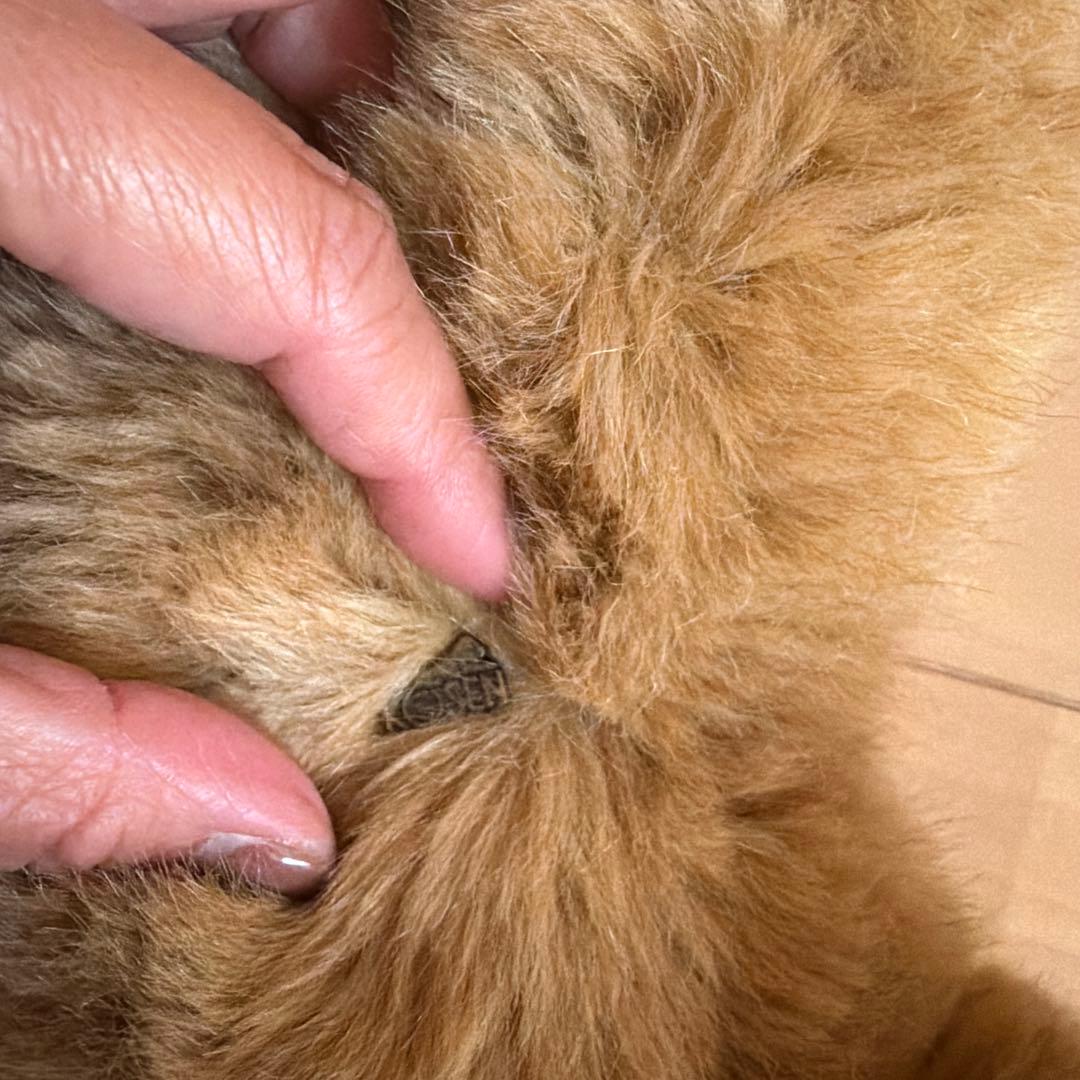 最終　KÖSEN ケーセン ぬいぐるみ ハンドメイド ドイツ製