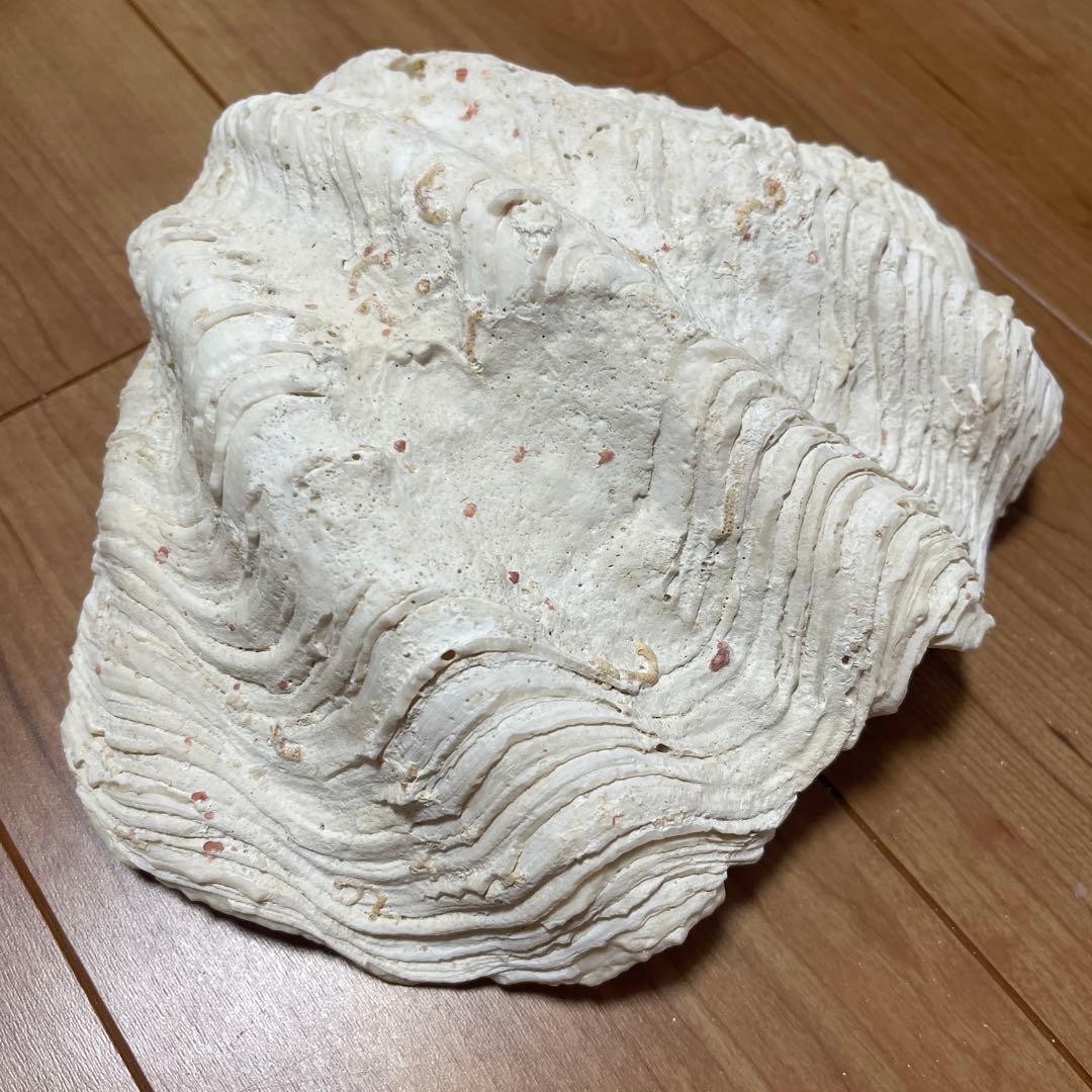 天然貝殻 波状 白  しゃこがい　宮古島　1990年代 大きめ　貝殻　貝　シェル