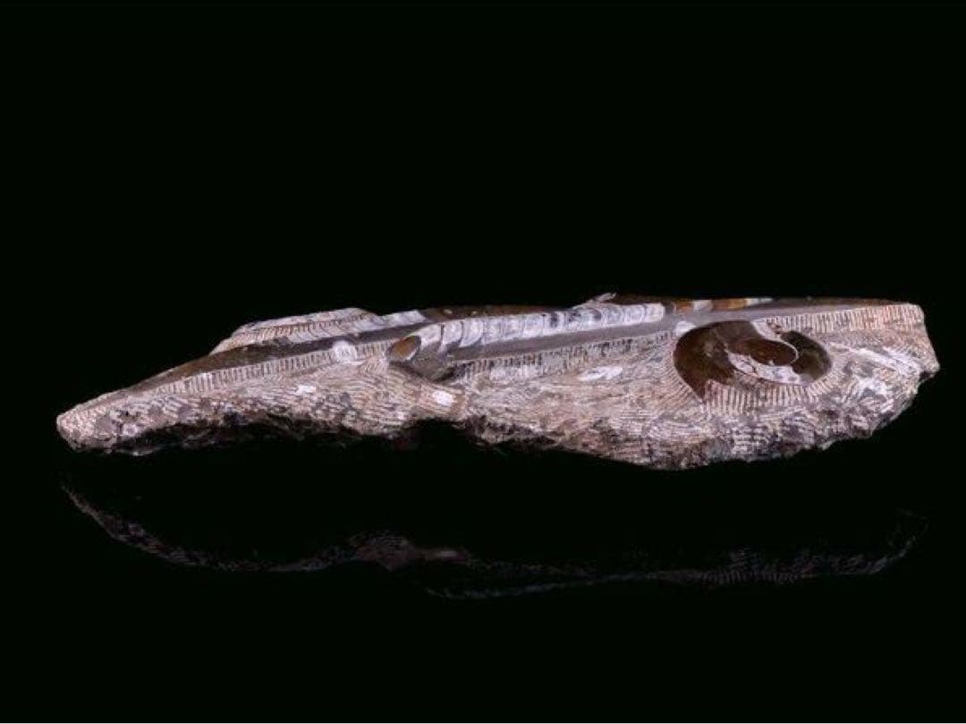 アンモナイト化石 大型標本⭐︎着払