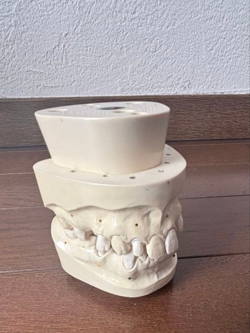 歯科　支台歯形成　練習模型　セット