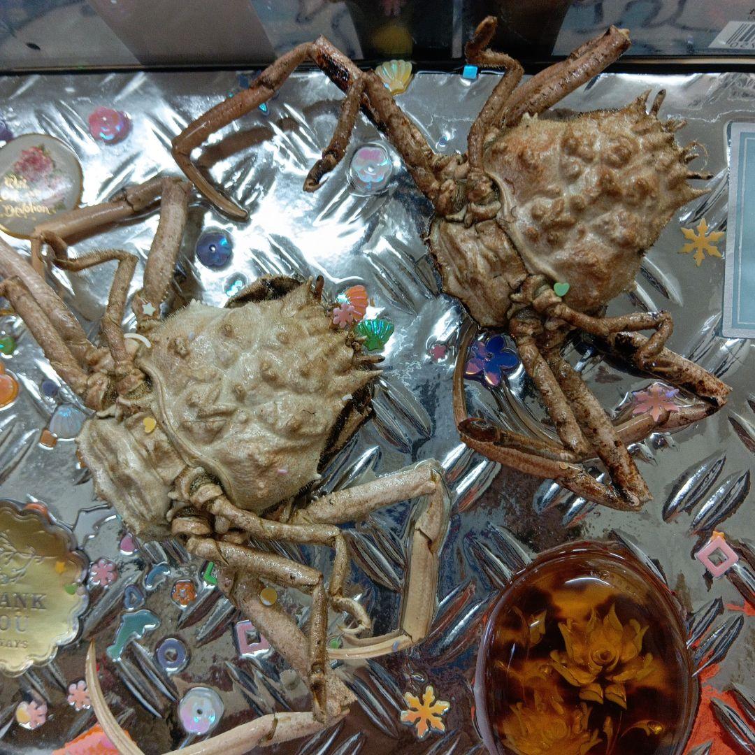 稀少レア平家蟹科凹凸立体リアル鬼面蟹横幅２２X１６X３、５センチ標本コレクション