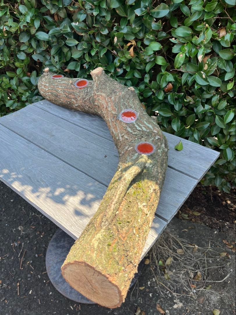 超巨大クヌギ登り木90センチ級　エサ皿　カブトムシ　クワガタ