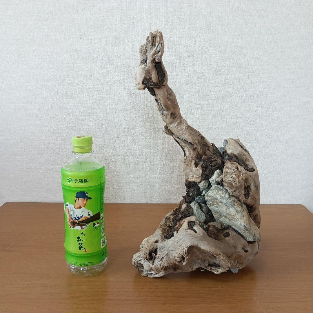 流木　石抱き　NO.95