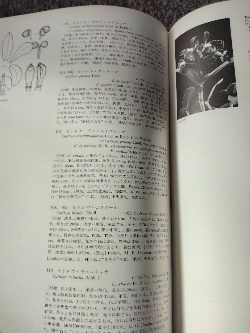 世界の野生蘭ORCHIDATLAS VOL. 3 Cattleya Laelia